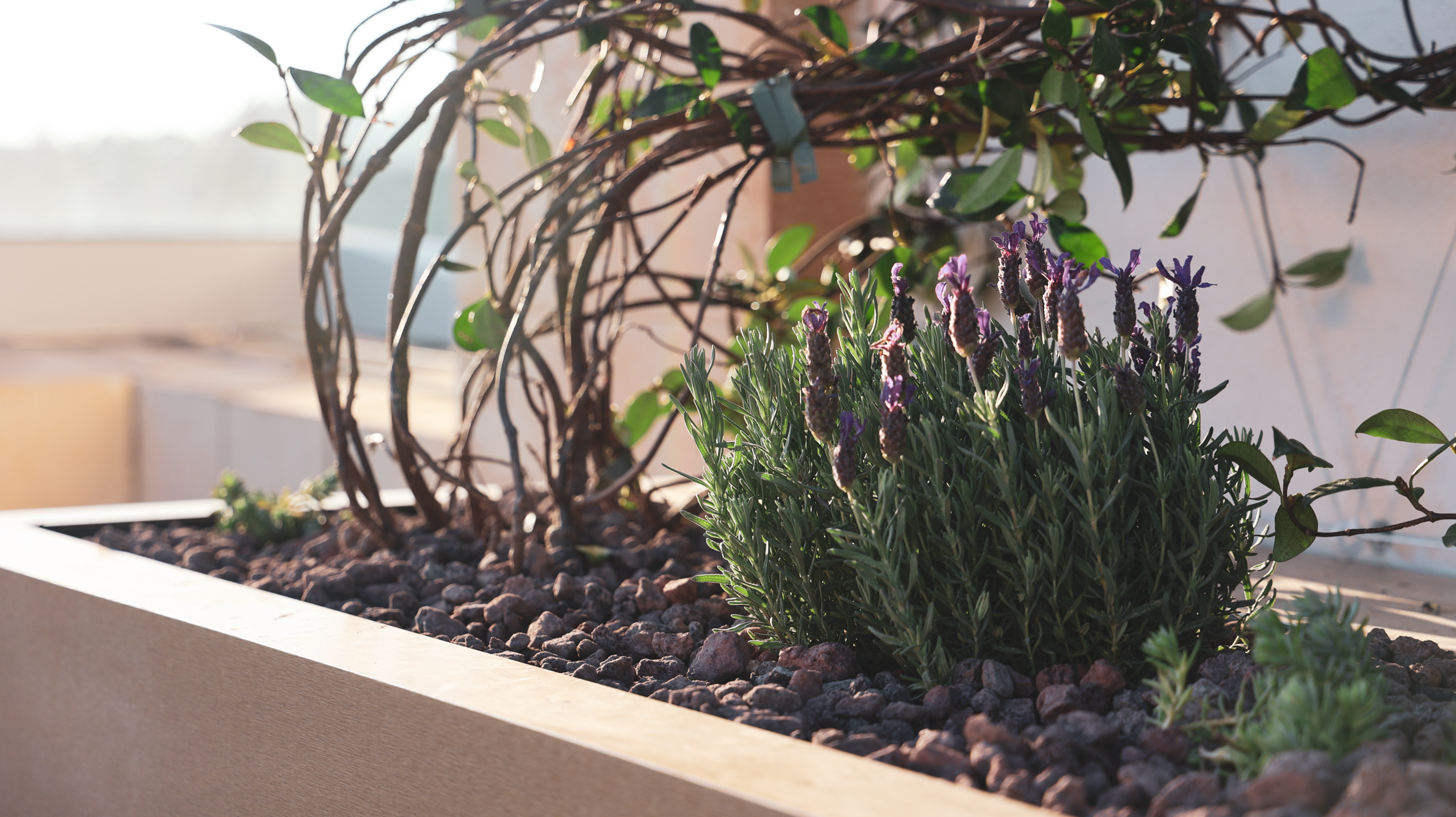 Infrastructure Malta creates roof garden at the Seminary